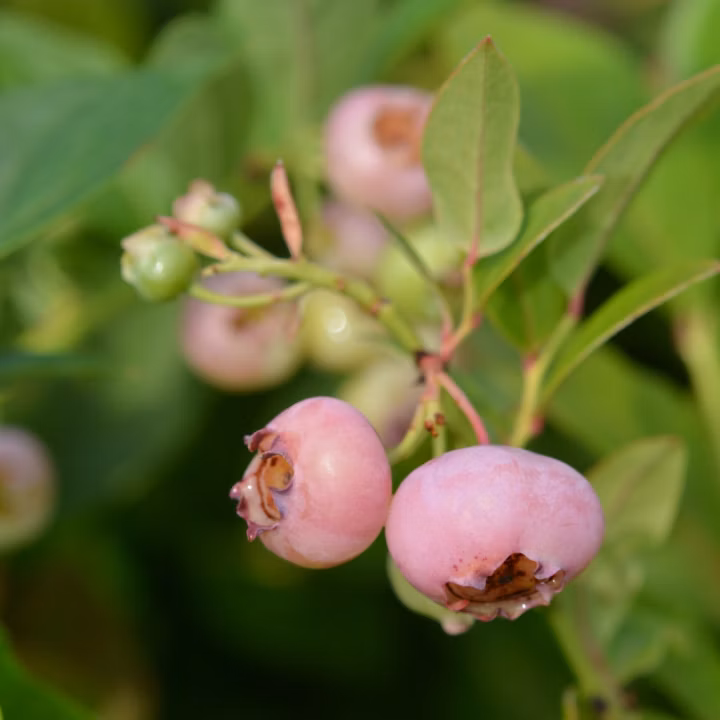 cef8190f34059c185377503e71f2c98b