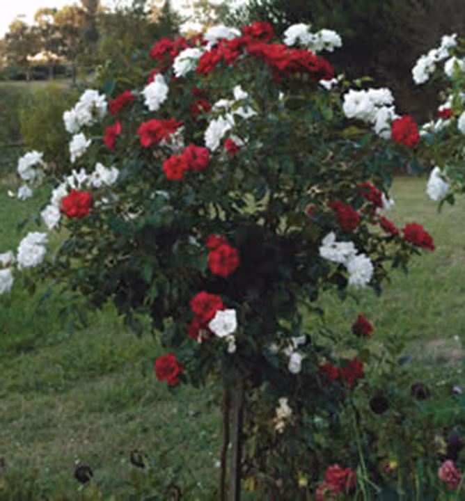 cf0a2f931fa36b481a5dee22c5283484