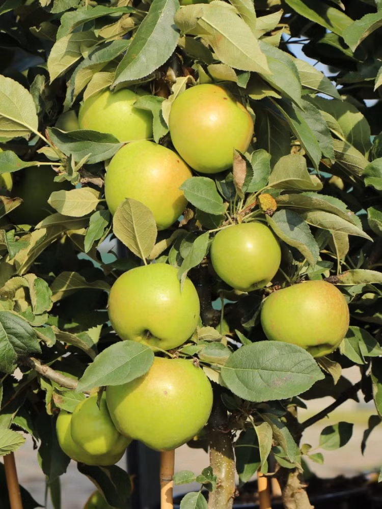 cf22fa2a7c5d36750dc93607de70153f