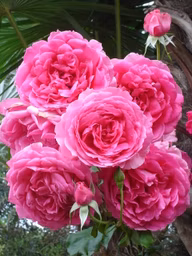 cf3adcf20ecff817108f1746d606583a