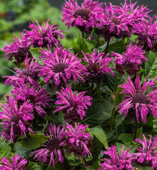 cf729811bd47ff5ff1fc807a62e50753