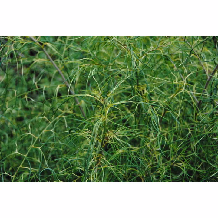 cf7f2db07125a76632f3c5c838005d20