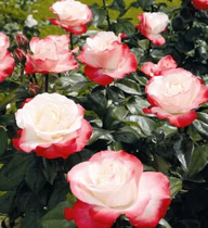 cf93da4183885a0576a8ce9eaf25f2b2