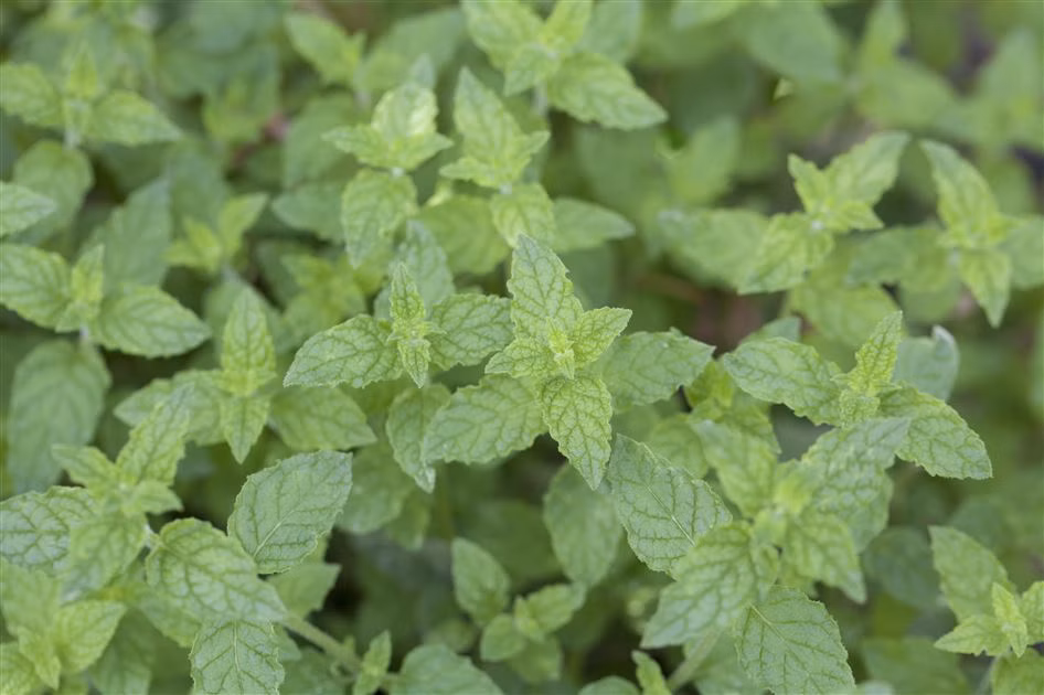 cfa049dc2b0586f84fbd2f689121242e