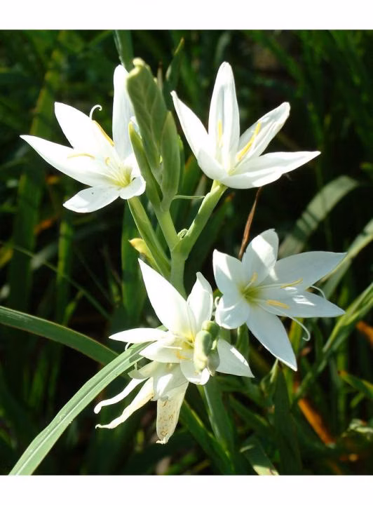 cfb20b0dec3f21bcef8f7a6e610103b6