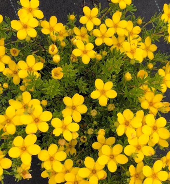 cfd81adaacf9055458c2978daaf94e60