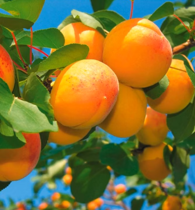 d013c5268e2575fdbdefbe683e7f624b