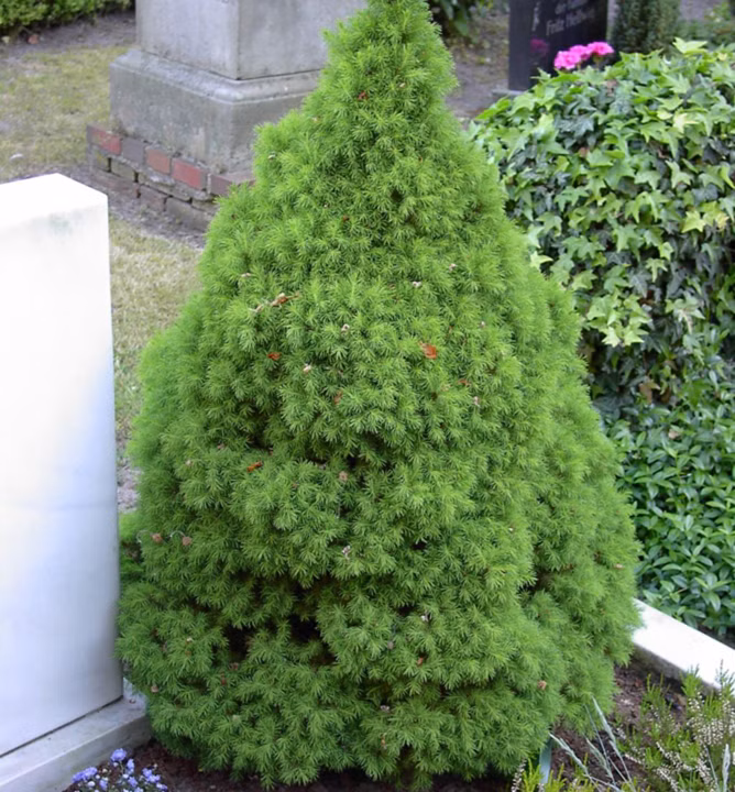 d018ab3744d93723ba3fa03b0c8d6d50