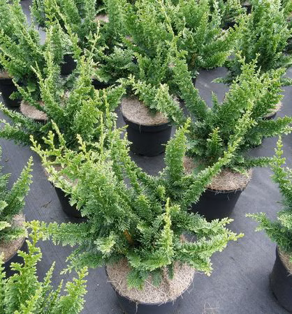 d04e7c9d19d2da38938b86fab61bc38f