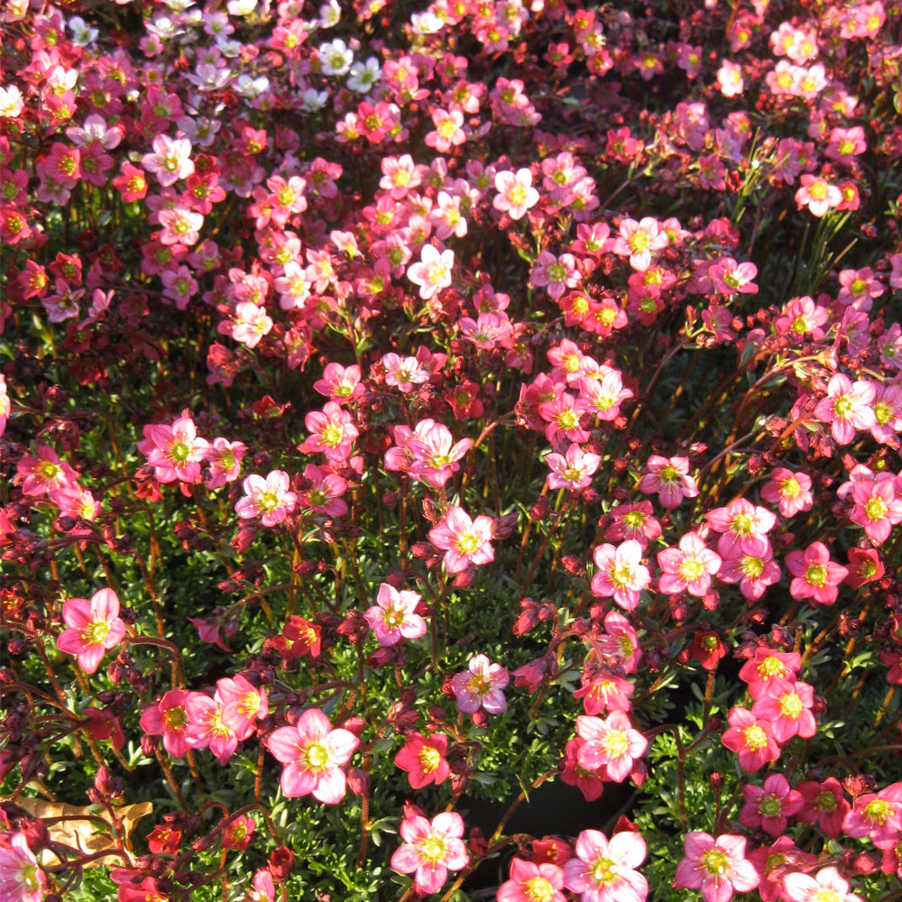 d0b77910e25d3854cfb3651aed000618