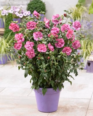 d0ce21bf6e38c665ef3f453e9b87498c