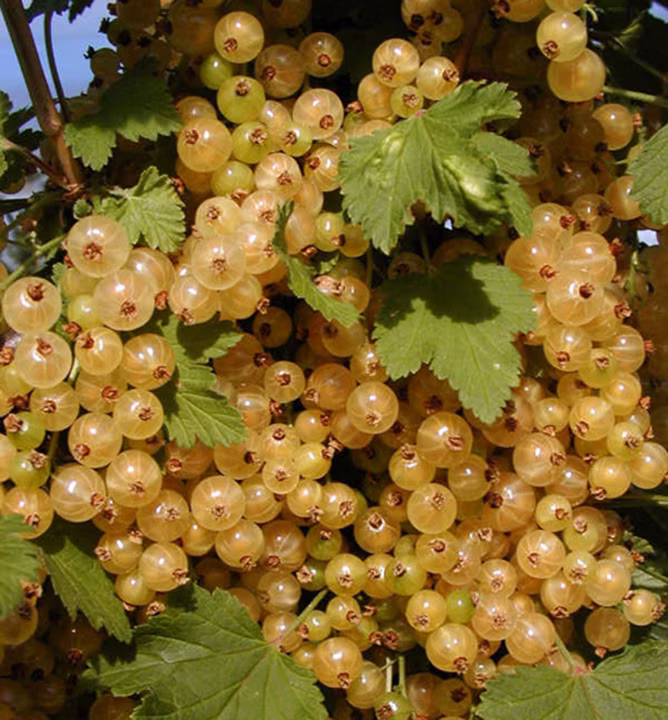 d1088b393694a0c2c52e31dc58959661