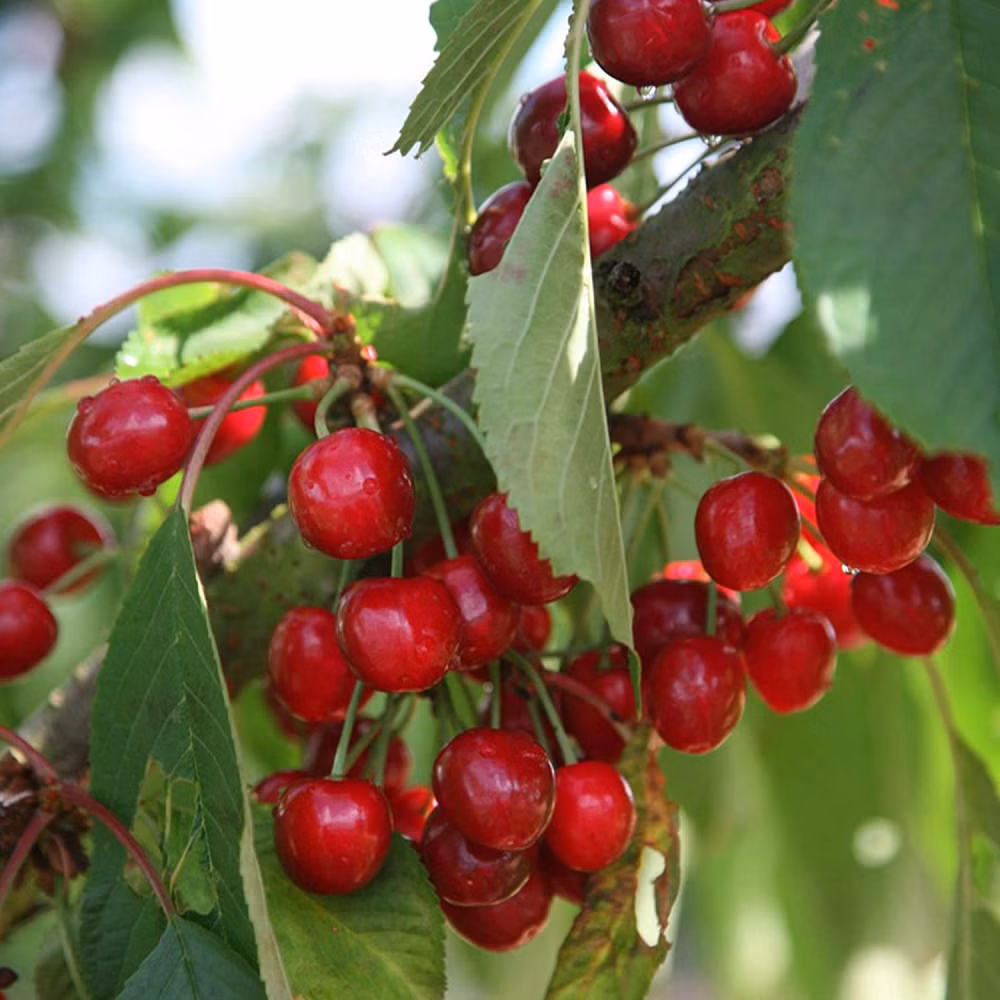 d11409fe97bf536296ccd24fb4616e3c