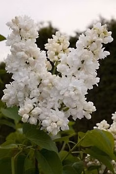 d166efd9f6ef51f06812195838f4ff9d