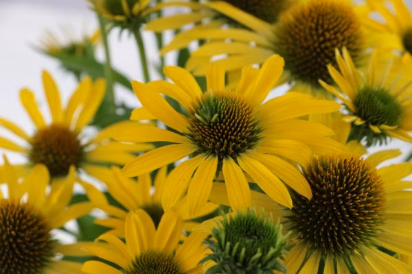 d1aa976dfd57a8d1d6b854a32949ada8