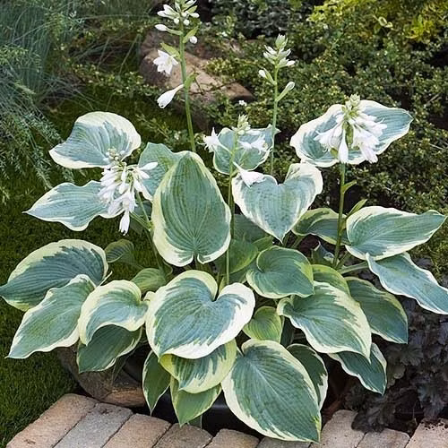 d1f121361ff098bf24587c628909be0d