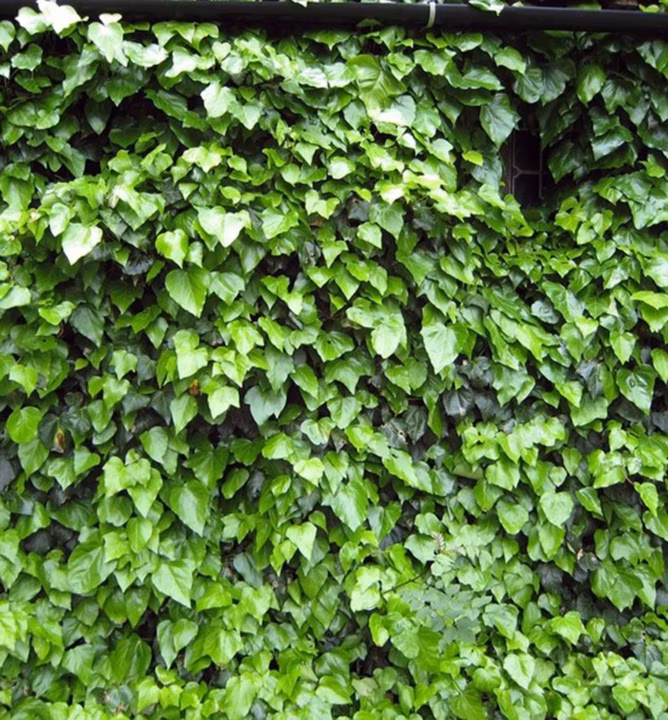 d1faef425a94852365c876eabbcea1cc