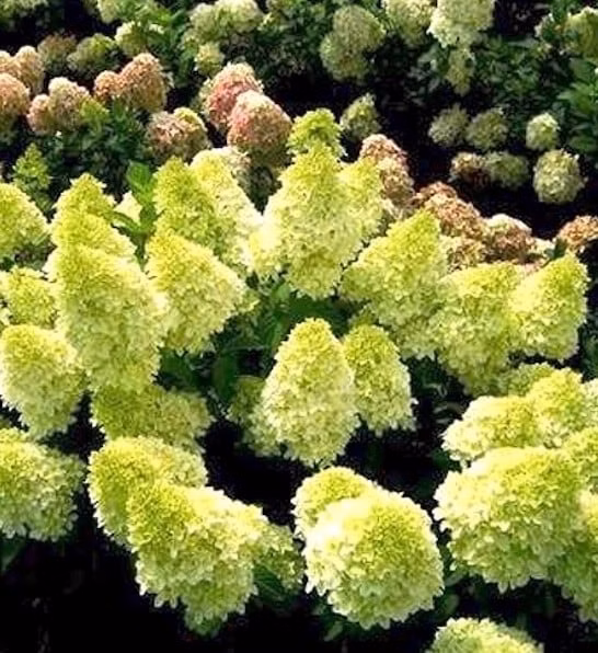 d219dc3a152ae55143952287774aa500