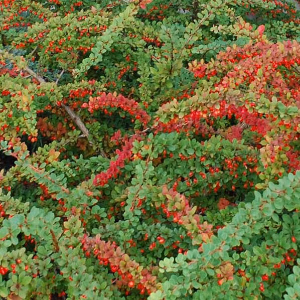 d2202fbc65d636c24a2e599dd640bccf