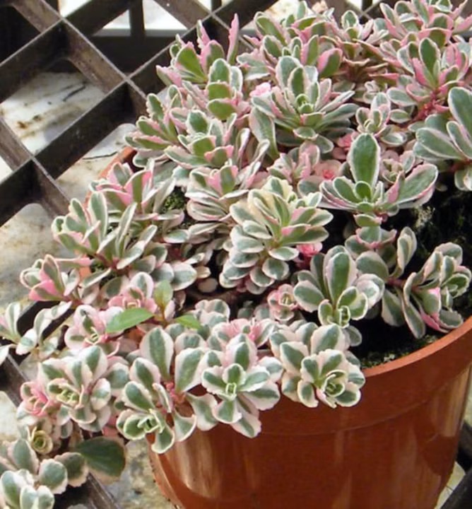 d293e82827a58402ea0bc8a4241bb450