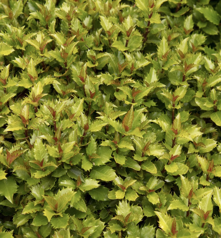 d2999387a999dbc537921404f4a29b7d