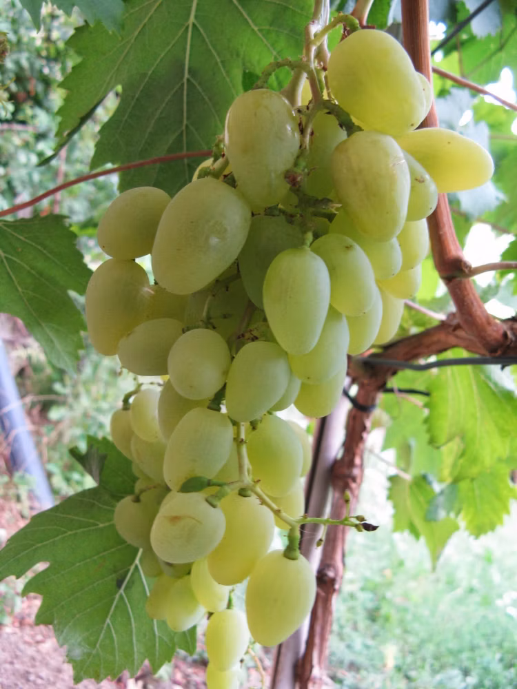 d2a3345b4c80356bac192d95274ed41f