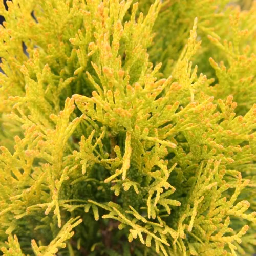 d2b1034e629f946079fe9ea2c50c8ef4