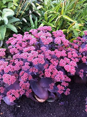 d2c2987ae6e892ef9e68a4ce75247e69