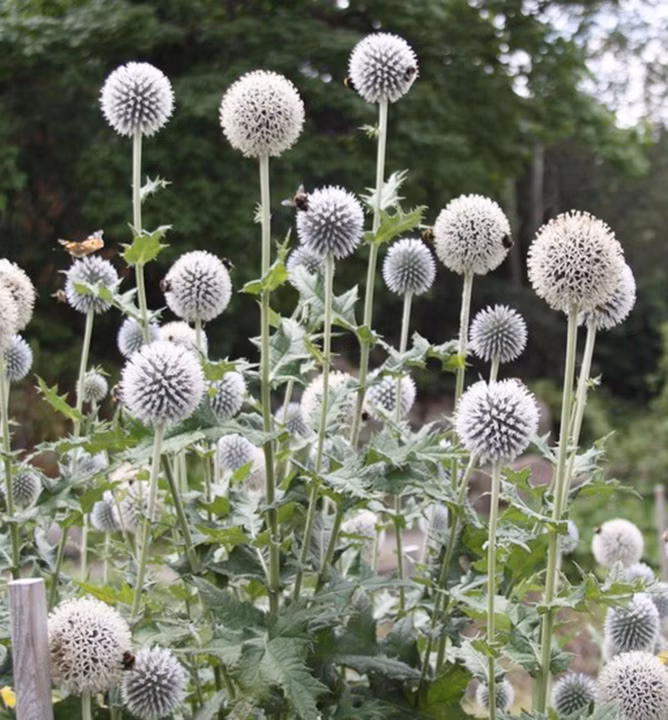 d2cc3d27394f8f167ea3b2f808d8b799