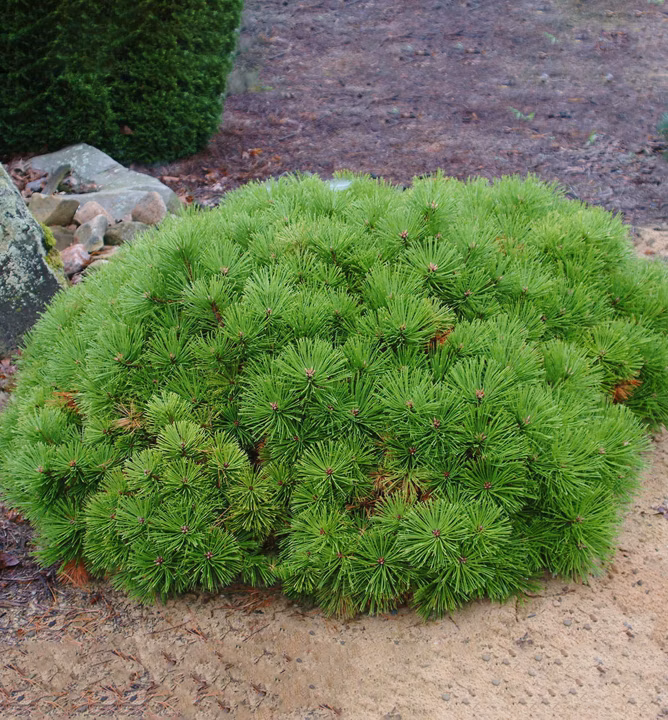 d2ea4979afdc14c330588a9f0aa47c4c