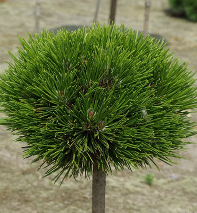 d36bf6a983bdc8386c03e1bb0607c9fc