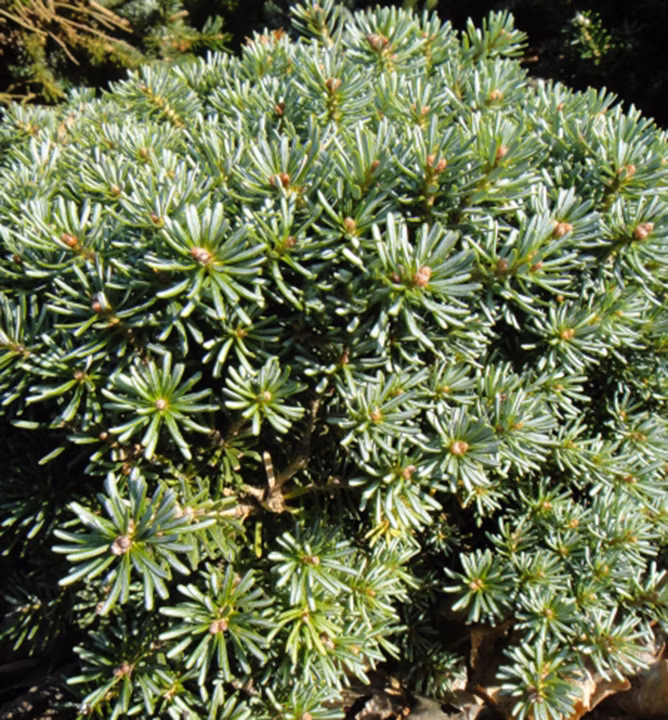 d3eaa98adf0f6678a9d37040f4dae02c