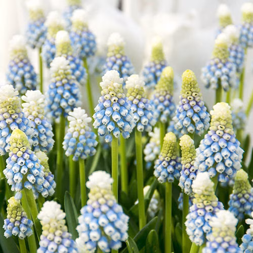 d3f0f53a73b2bf9c9a0cb7a616d5f5ab