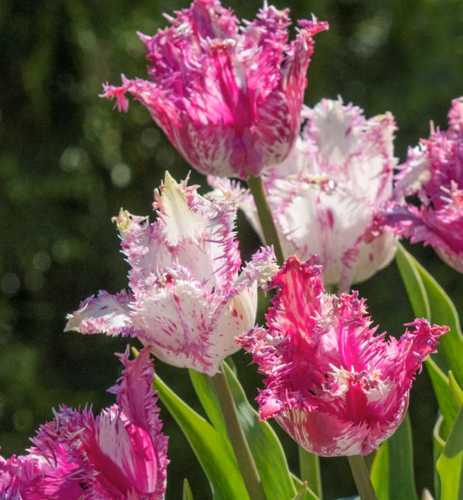 d4015e4ef48088c62c3b5a11e9bc9710