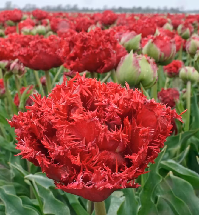 d42babf2dcd1a1620bdf5de626d6ed23