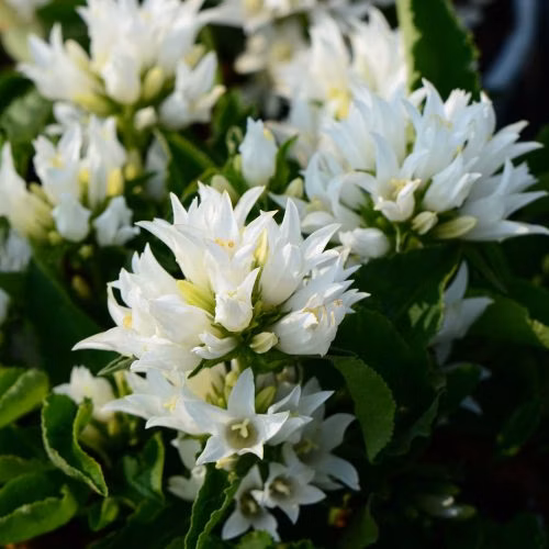 d4316a28db53c46803903527b1835b6f