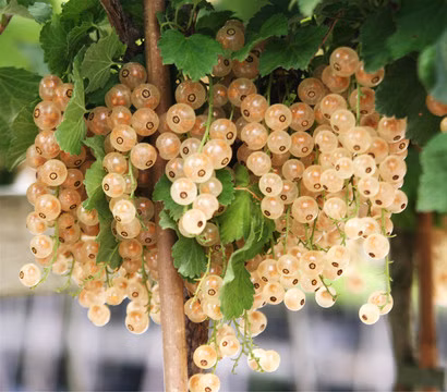 d465a423000c96b3d077d9b92eb46229