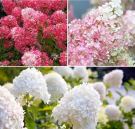 d48bb4a30336e305d4c11509d31bd6dd
