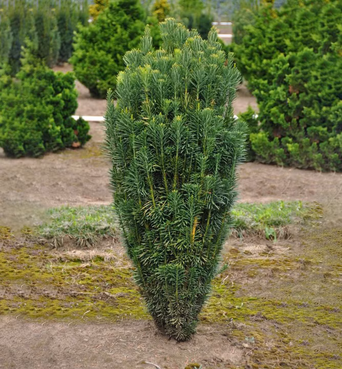 d4c66ed2174c0c1d43e5683c780903c7