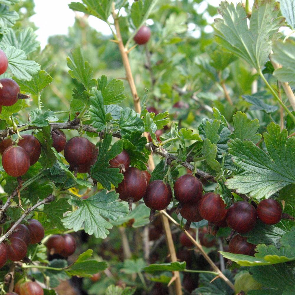 d4c8019c76de6d90b4ff9f6fc8d61969