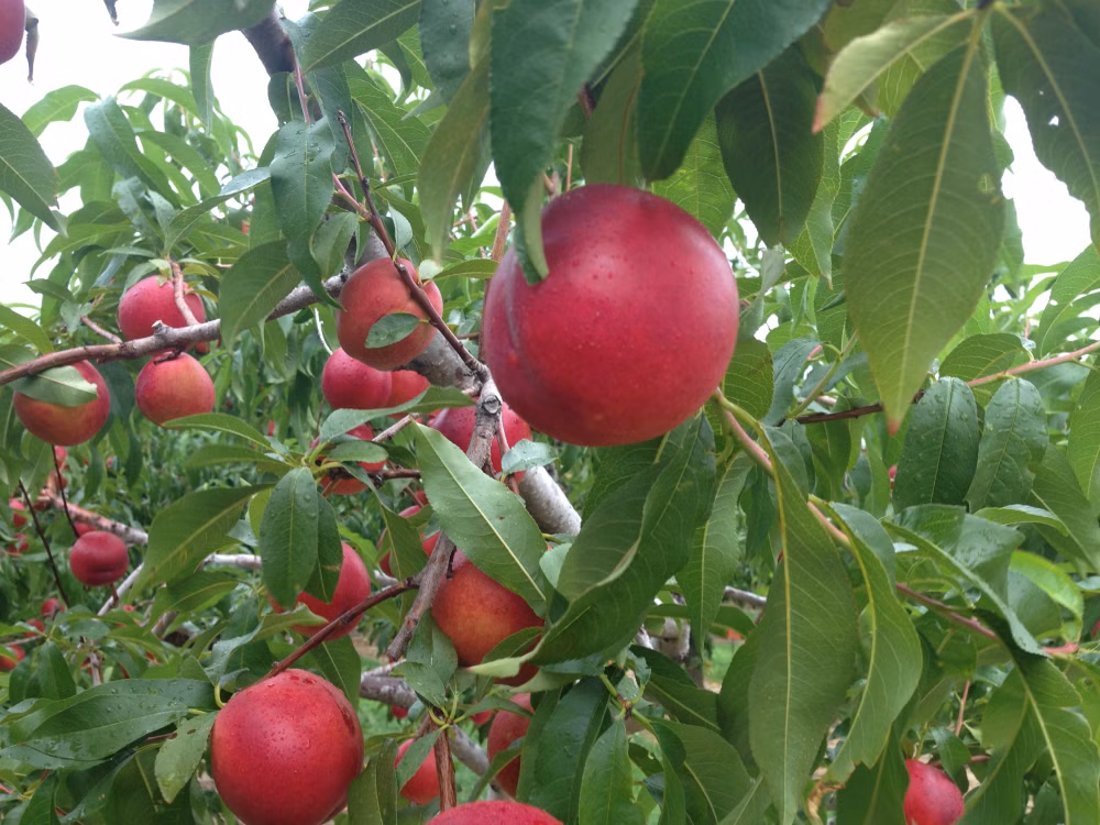 d4d81c6f31b673bec234bd18ac425bc9