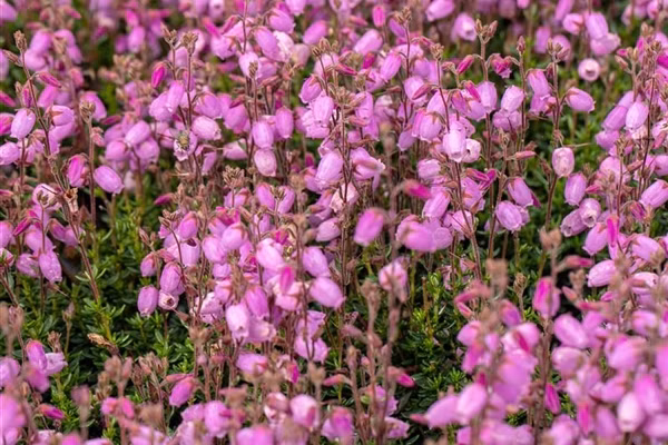 d4f2f4355c76a3d06762bcdf99329cba