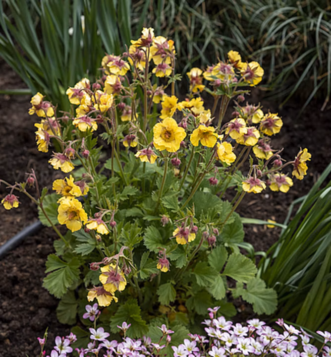 d50a4e80cdc324f0f80737fb255b0370