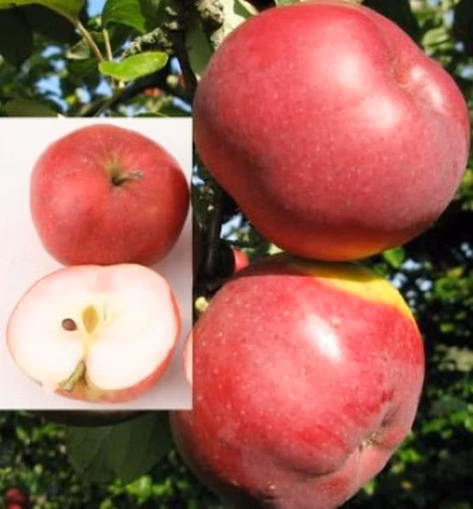 d50c699f5dba5768d17224f744854fee