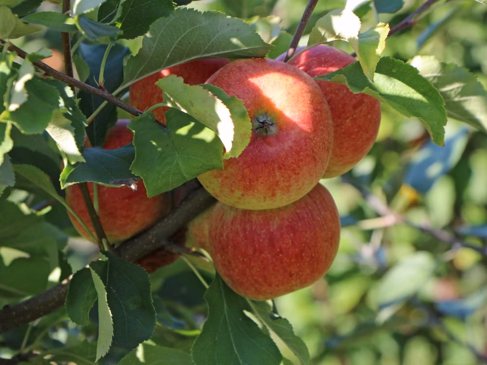 d517265de0ff6c1b867f509707a78962