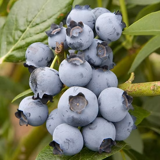 d519b88a2a8e259a7797f0f6d1e79ee8