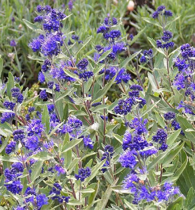 d5232da4d151d67ca3ee0d5fb8c93e0e