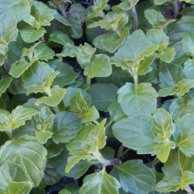 d535d8865fc4286bb764295bff5e5234