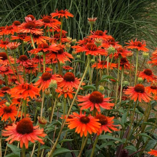 d55b682640a08852db17c4c0101e235b