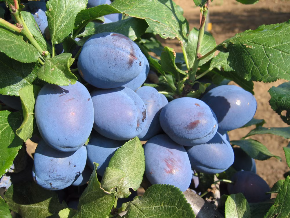 d60d526dc012b5c7c02549cf418b22b4